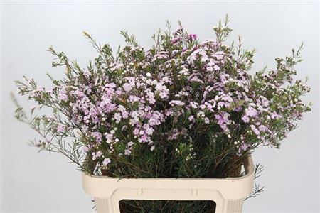 <h4>Chame Dancing Queen Rose 80cm Extra</h4>