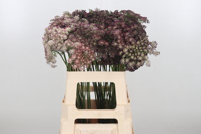 <h4>Daucus dara</h4>