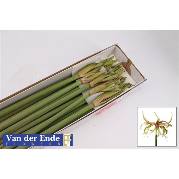 <h4>Hippeastrum mini tarantula</h4>