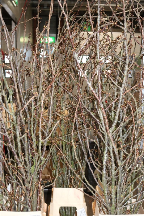 <h4>Prunus Serrulata 180-200cm Extra Per Stem</h4>