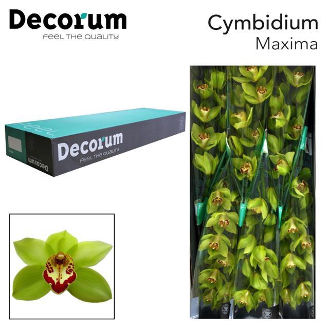 <h4>Cymbidium green mrs maxima</h4>
