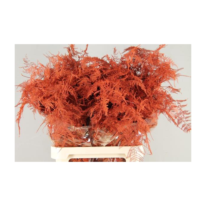 <h4>Asparagus L.getopt Oranje</h4>