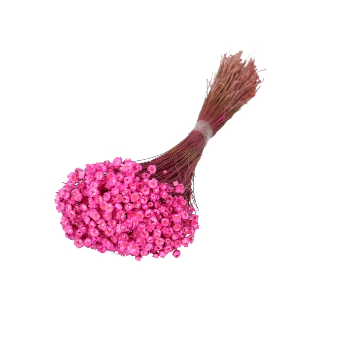 <h4>Dried flowers Glixia 50cm</h4>