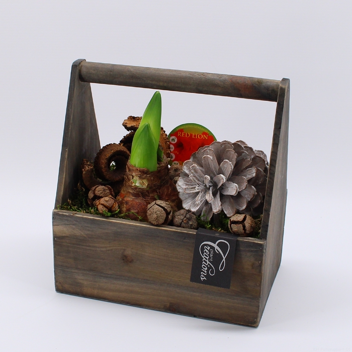 <h4>HACR-2315 Amaryllis Herfst</h4>
