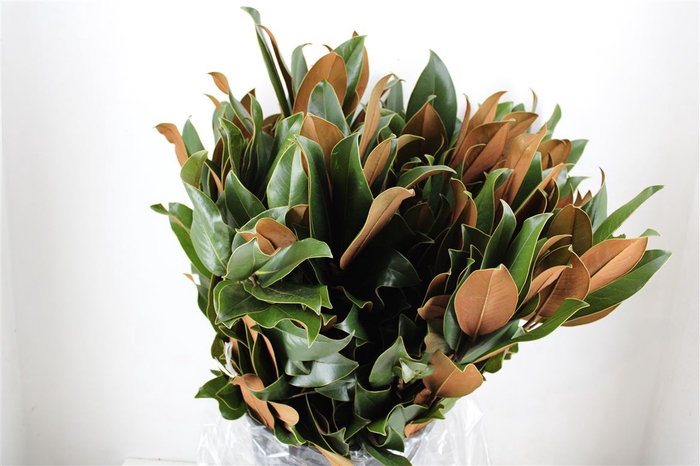 <h4>Magnolia Leaves P Bunch</h4>