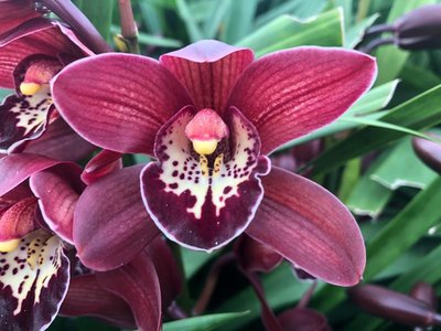 <h4>Minicymbidium red beauty roy</h4>