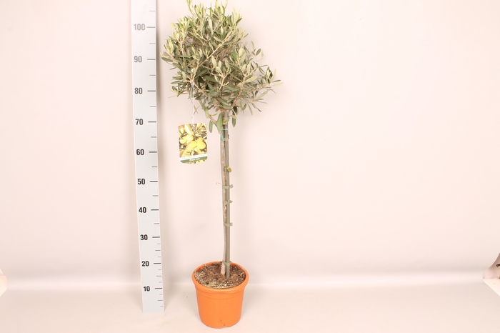 Olijfboom Olea europaea Stam 75cm