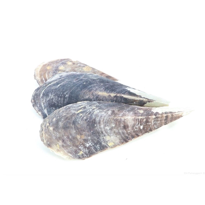 <h4>Shell Pinnidae Penshell 1kg</h4>