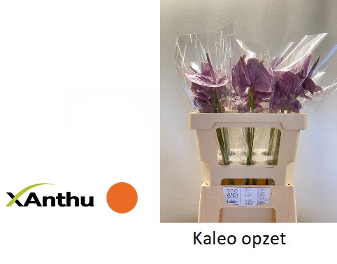 <h4>ANTH A KALEO</h4>