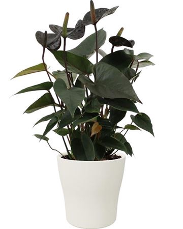 <h4>Anthu An Black Love Keramiek Alicante</h4>