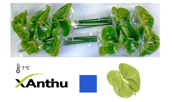 <h4>ANTH A MIDORI</h4>