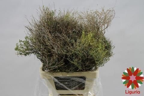 <h4>Leaf euphorbia spinoza</h4>