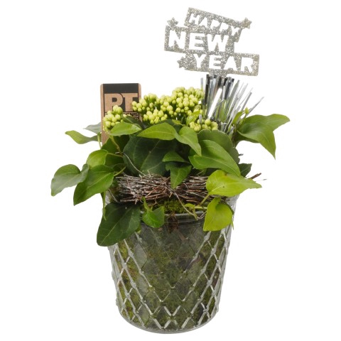 <h4>PTHN7252 Arrangementen kamerplanten</h4>