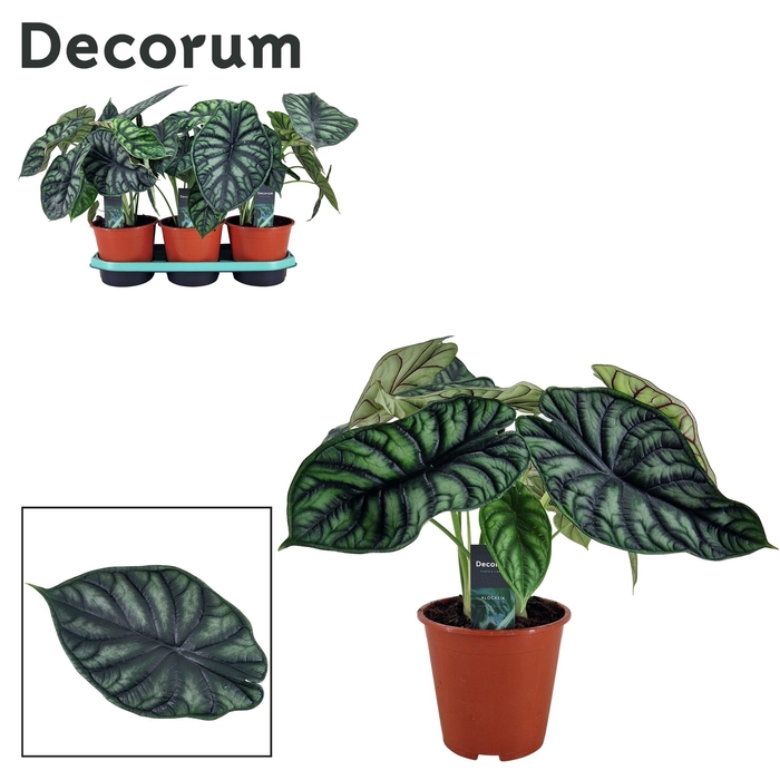<h4>Alocasia Dragon Scale 19 cm</h4>