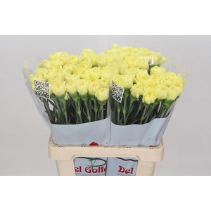 Dianthus St Diletta