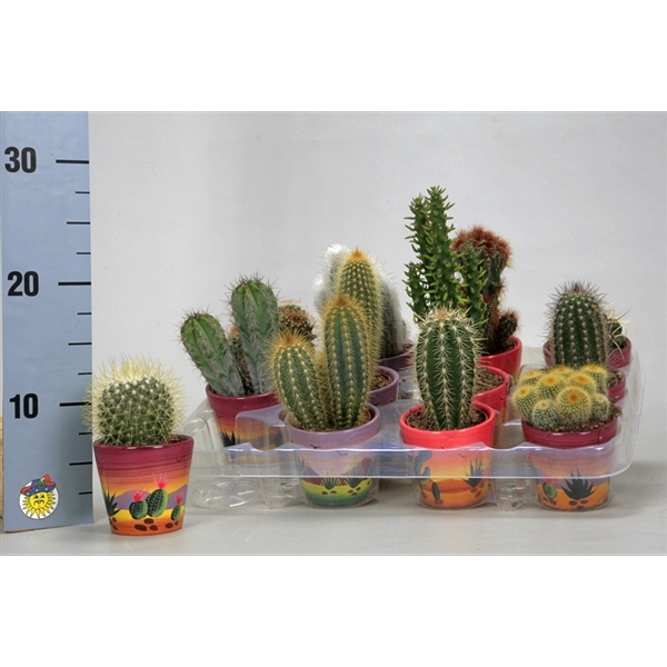 <h4>Cactus mix 7 cm. in decor potjes</h4>