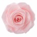 <h4>Rose Ines Pink Champagne</h4>