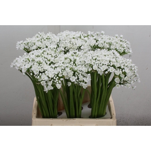 Allium Neapolitanum