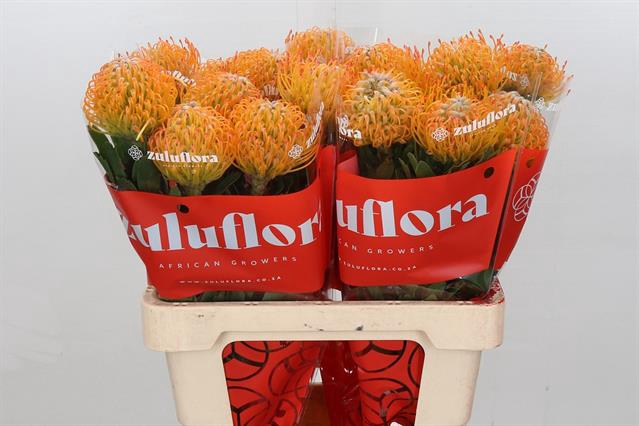 <h4>Nutans ayoba sun</h4>