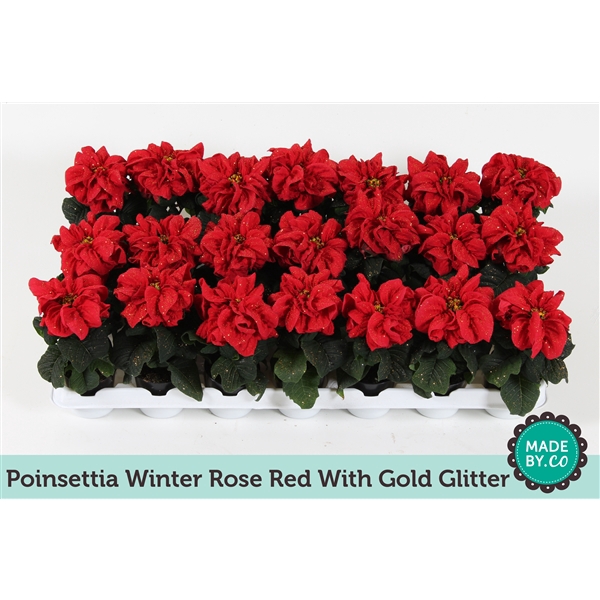 <h4>Euph. Poinsettia Winter Rose Red + gold glitter</h4>