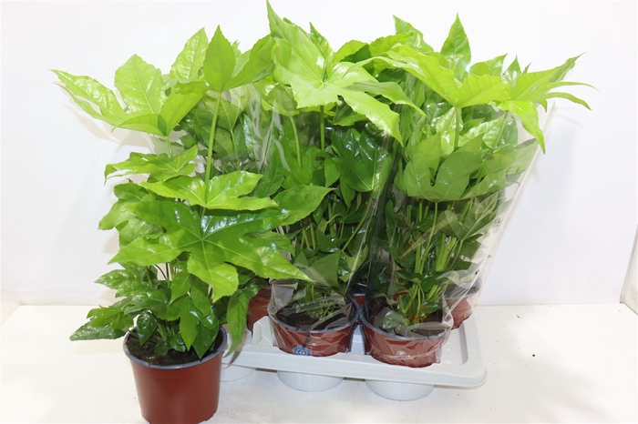 <h4>Fatsia Ov</h4>