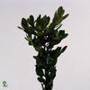 Arbutus Unedo