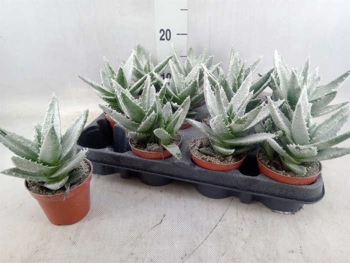 <h4>Aloe   ...</h4>