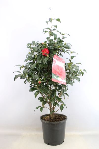 <h4>Camellia Reticulata 'mary Williams'</h4>