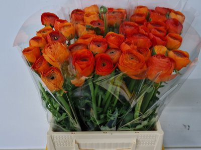 <h4>Ranunculus elegance orange</h4>