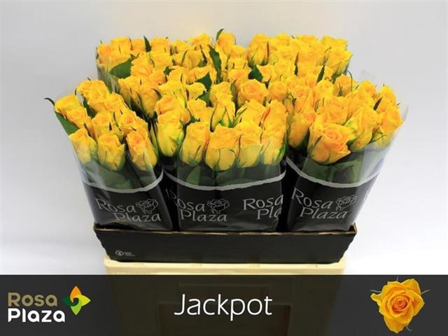<h4>R GR JACKPOT+</h4>