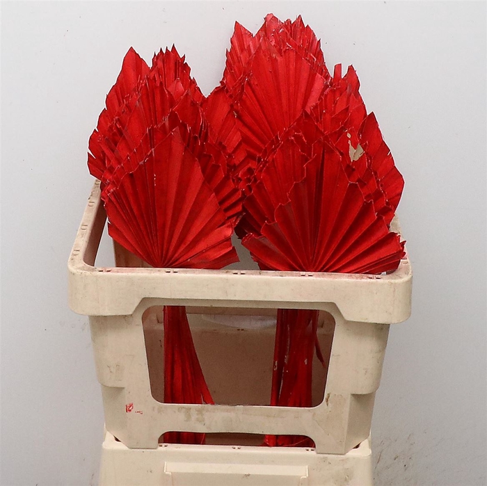 <h4>Dried Palm Spear Rood</h4>
