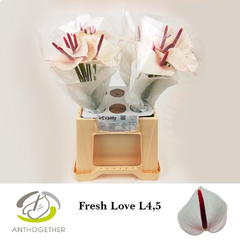 <h4>Anthurium love fresh</h4>
