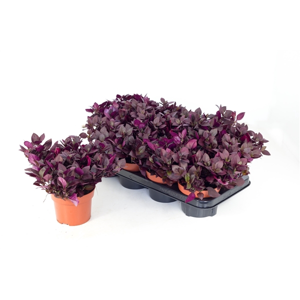 <h4>Alternanthera Purple Knight</h4>