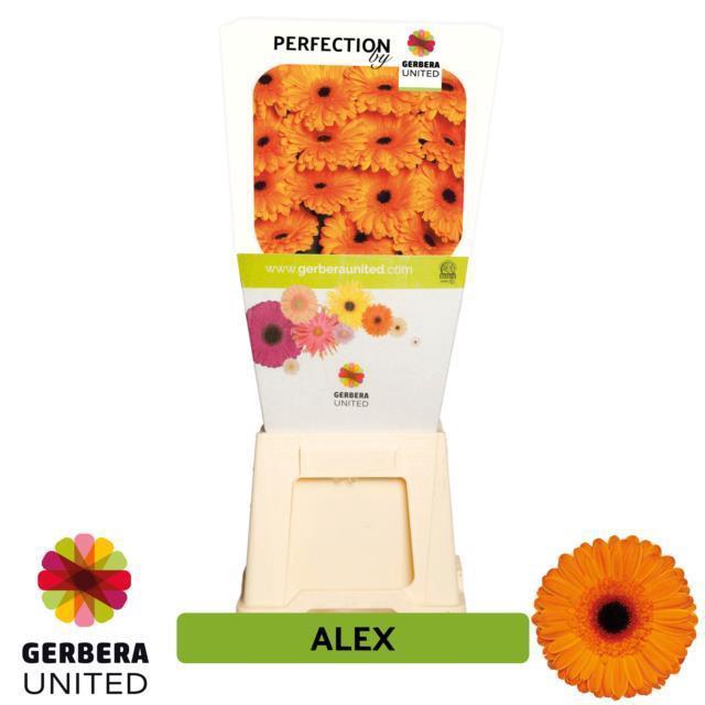 <h4>Gerbera diamond alex</h4>