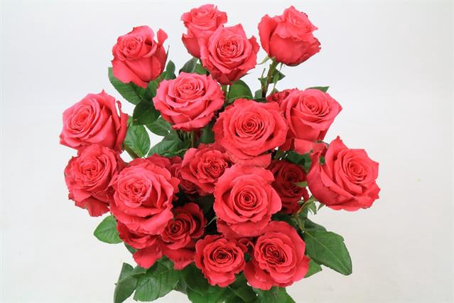 <h4>Rosa ec full monty!</h4>