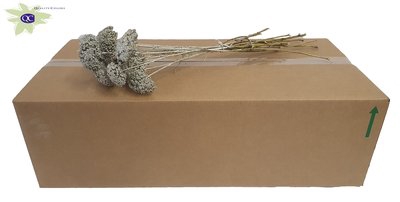 <h4>Achillea per stem platina</h4>
