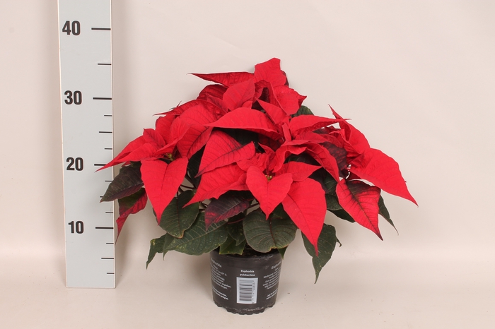 <h4>Poinsettia 13 cm Christmas Feelings® Merlot  (Donker Rood)</h4>