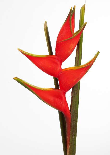 <h4>Heliconia humillis</h4>
