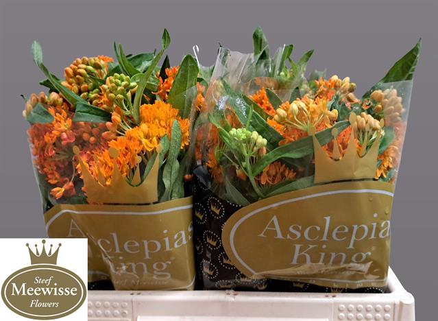 <h4>Asclepias tuberosa</h4>
