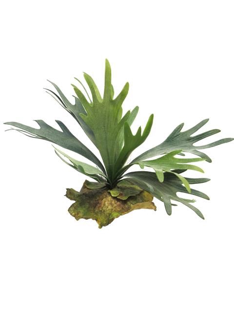 <h4>DF13-883026900 - Platycerium Pledger 27cm green</h4>