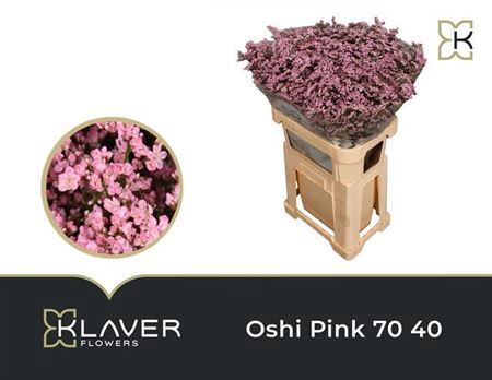 <h4>Lim Saf Oshi Pink 70cm Extra</h4>