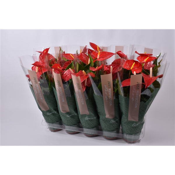 <h4>Anthurium Everio "Just Perfection"(XL Flowers)</h4>