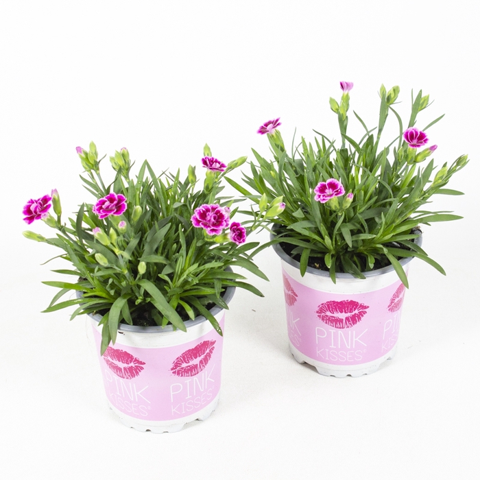 <h4>Dianthus caryophyllus</h4>