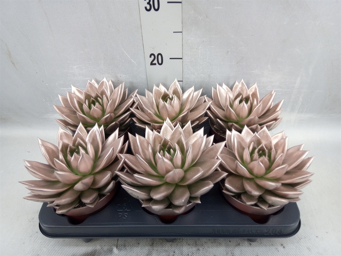 <h4>Echeveria  'Miranda'</h4>