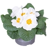 Primula Acaulis mixkar
