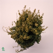 <h4>Euonymus fortunei</h4>