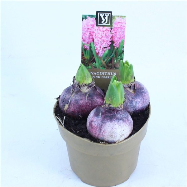 <h4>Hyacinthus 'Pink Pearl' XL</h4>