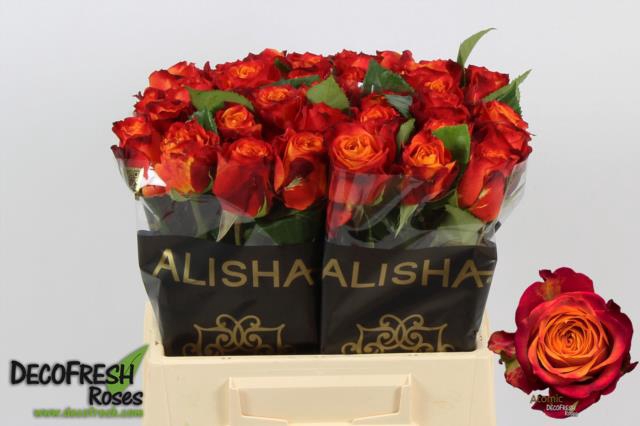 <h4>Rosa la atomic</h4>