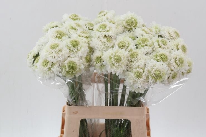 <h4>Scabiosa focal scoop white improved</h4>