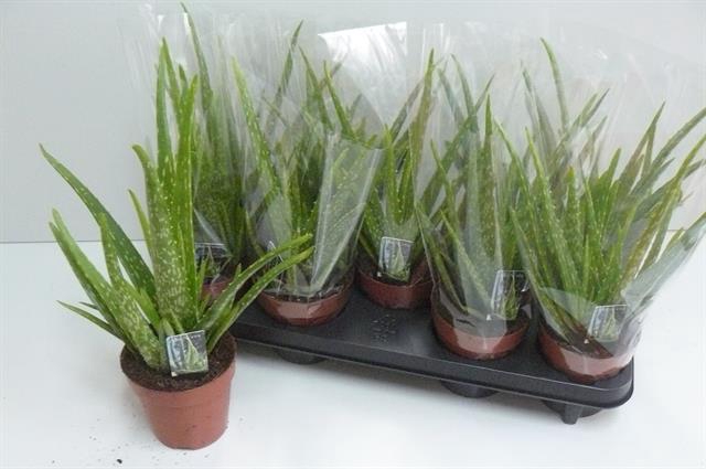 <h4>ALOE VERA</h4>